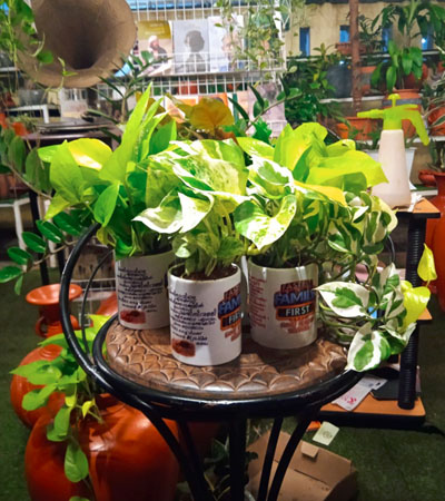 Indoor plants in Thrissur