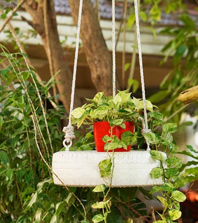 Indoor plants in Thrissur