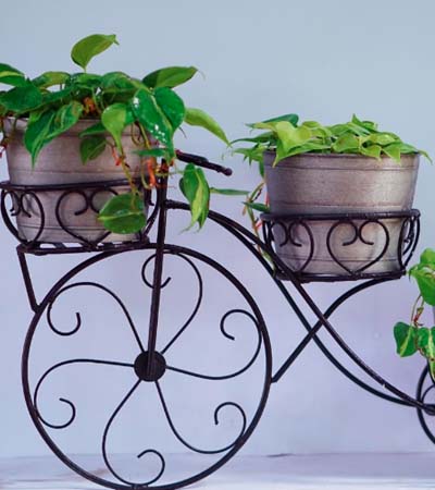 Indoor plants in Thrissur