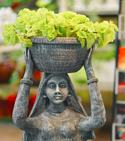 Indoor plants in Thrissur | Best indoor plants in Thrissur | Buy Indoor Plants in Thrissur